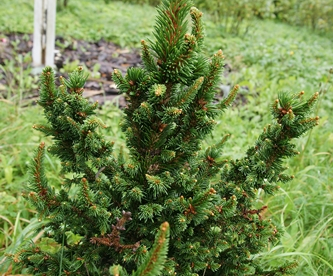 Harilik kuusk ´Valentins´ -(Picea abies) - Tellimisel