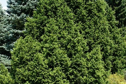 Harilik kuusk ´Will´s Zwerg´ (Picea abies) - Tellimisel