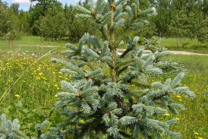 Siberi kuusk ´'Seminskaja' (Picea obovata) Tellimisel - saadavus kohapeal