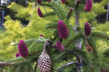 Harilik kuusk ´Acrocona´ (Picea abies) - Ainult tellimisel
