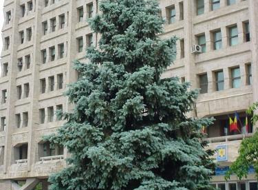 Hõbekuusk ´Argentea´ (Picea pungens)