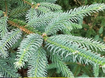 Kare ehk Hiina kuusk ´Virgata´ (Picea asperata) seemik