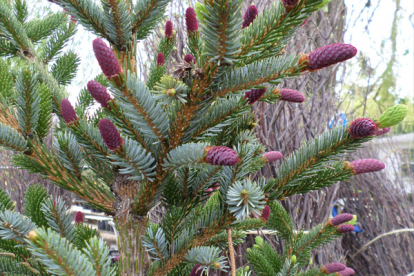 Kahevärviline kuusk (Picea bicolor)