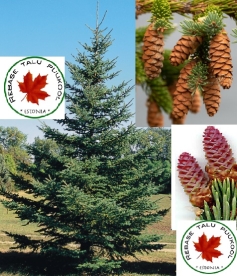 Kanada kuusk (Picea glauca) - Noortaimed.