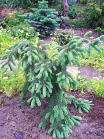 Kanada kuusk ´;Pendula´ (Picea glauca)