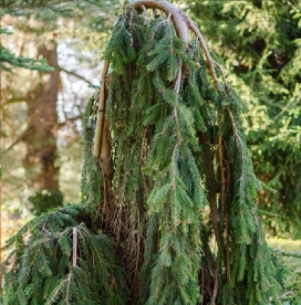 Harilik kuusk ´Inversa´ (Picea abies) - Tellimisel