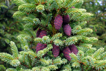 Must kuusk (Picea mariana)