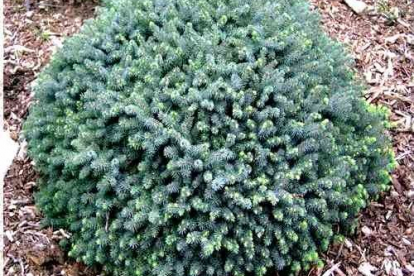 Kanada kuusk ´Echiniformis´ (Picea glauca)