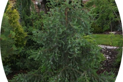 Serbia kuusk ´Linda´ (Picea omorica)