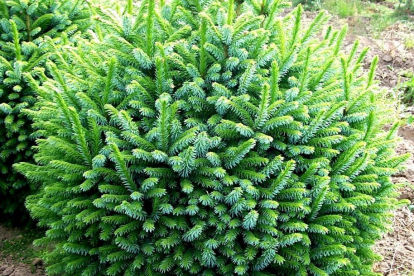 Serbia kuusk ´Nana´ (Picea omorica) - Tellimisel