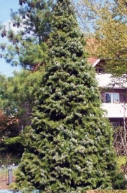 Serbia kuusk  'Zuckerhut' (Picea omorika) - Tellimisel