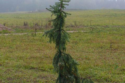 Serbia kuusk ´Fasseii´ (Picea omorica) - Tellimisel