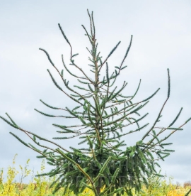 Harilik kuusk ´Virgata´ (Picea abies) - tellimisel