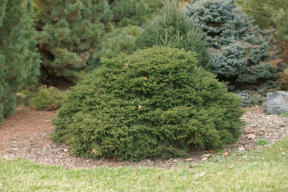 Harilik kuusk ´Tabuliformis´ (Picea abies)