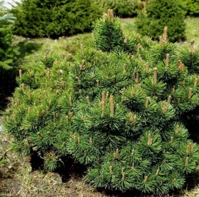 Mägimänd ´Picobello´  (Pinus mugo) - Tellimisel