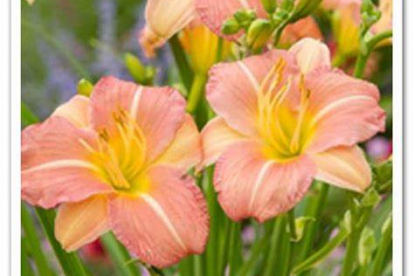 Päevaliilia ´EveryDaylily Pink Cream´ (Hemerocallis)