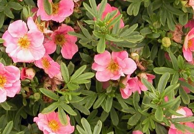 Põõsasmaran ´Pink Whisper´ (Potentilla fruticosa)