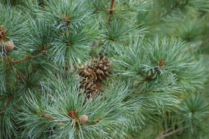 Korea seedermänd (Pinus koraiensis) -Tellimisel