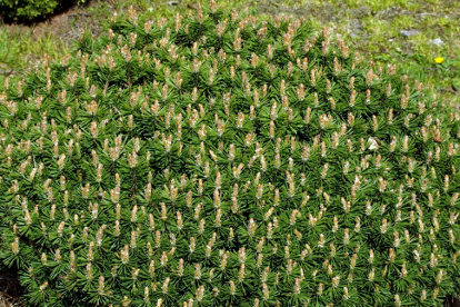 Mägimänd ´Benjamin´ (Pinus mugo) - Tellimisel