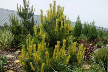 Mägimänd ´Frühling´s Gold´ (Pinus mugo) - tellimisel