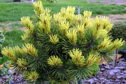 PInus mugo ´Rositech´ (Pinus mugo) - Tellimisel