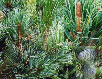 Jaapani mänd ´Shirobana´ (Pinus parviflora) - Tellimisel