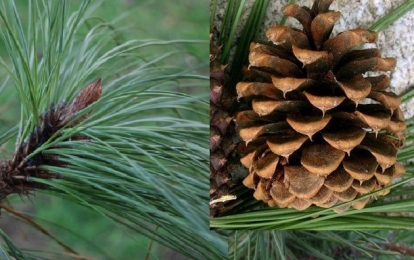 Kollane mänd (Pinus ponderosa)