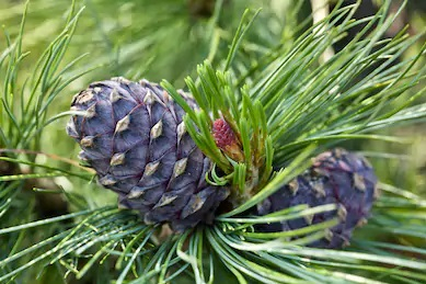 Siberi seedermänd (Pinus sibirica) - tellimisel