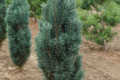 Harilik mänd ´Fastigiata´ (Pinus sylvestris) -Tellimisel