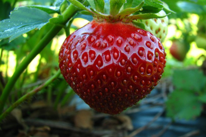 Maasikas ´Polka´ (Fragaria ananassa)