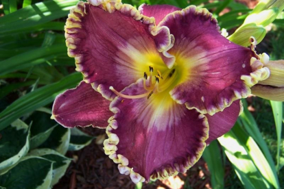 Päevaliilia ´Popcorn Pete´ (Hemerocallis)