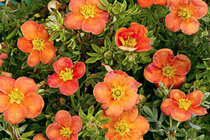 põõsasmaran ´Hopley´s Orange´  (Potentilla fruticosa)