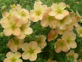 Põõsasmaran ´Apricot Whisper´ (Potentilla fruticosa) - tellimisel