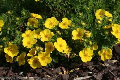 Põõsasmaran ´Jolina´ (Potentilla fruitcosa)