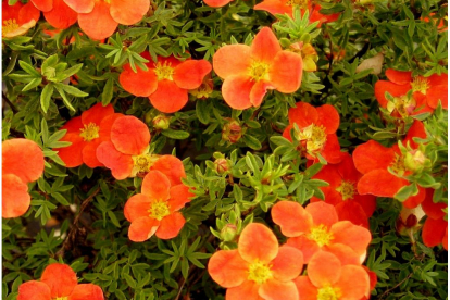 Põõsasmaran ´Red Robin´ (Potentilla fruticosa)