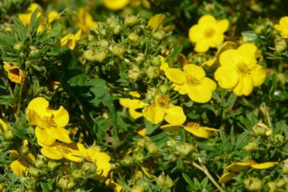 Põõsasmaran ´Jackmanii´ (Potentilla fruticosa)