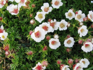 Clusiuse maran (POTENTILLA CLUSIANA)