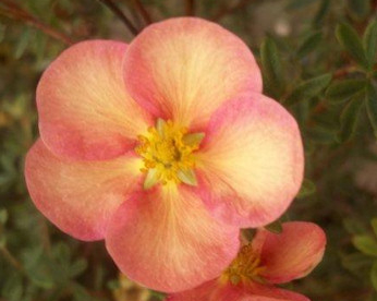 Põõsasmaran ´Glamour Girl´ (Potentilla fruticosa)