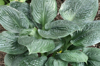 Hosta ´Potomac Pride´ (Hosta)