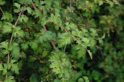 Pärgenelas ´Bolonga´ (Stephnandra incisa)