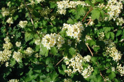 Pärgenelas ´Crispa´ (Stephanandra incisa)