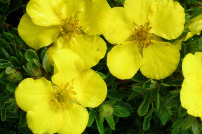 Põõsasmaran ´Goldstar´ (Potentilla fruticosa)