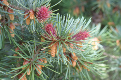 Harilik ebatsuuga (Pseudotsuga)