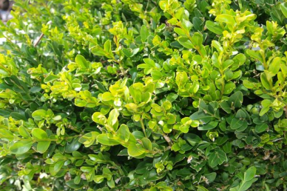 Harilik pukspuu (Buxus sempervirens)