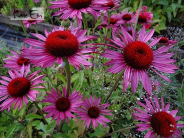 Punane siilkübar (Echinacea purpurea) - väiksed noortaimed