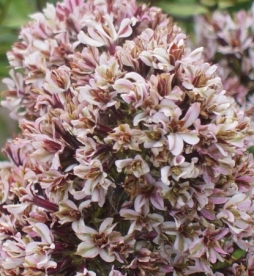 Floks ´Pure Feelings´ (Phlox paniculata)