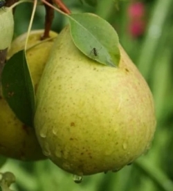 Pirnipuu ´Pamjati Zegalova´ (Pyrus communis)