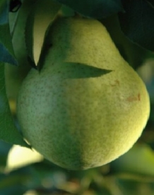 Pirnipuu ´‘Tjuttševskaja’ (Pyrus communis)