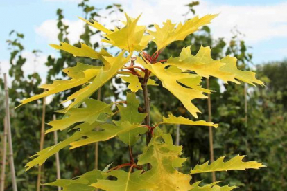 Punane tamm ´Aurea´ (Quercus rubra) tellimisel