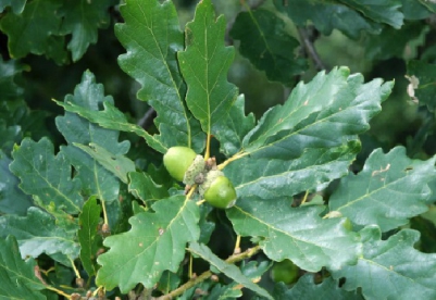 Kivitamm (Quercus petraea)
